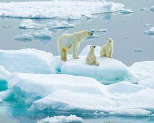 Oamenii de stiinta avertizeaza: se topeste calota glaciara din zona Arctica