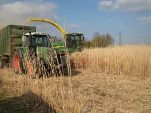 PNDR 2014-2020: Ce masuri se pot accesa pentru culturile agricole energetice