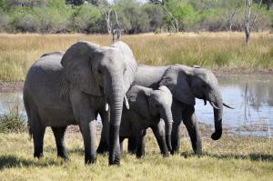 Comert ilegal cu animale salbatice: 3 prioritati ale Comisiei Europene
