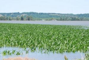 Fermierii care au culturi calamitate vor fi scutiti de impozitul pe venitul agricol