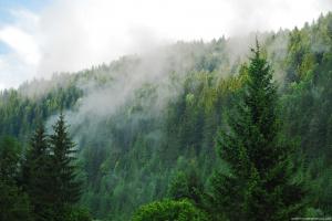 Certificat de identitate pentru materialul forestier de reproducere obtinut din seminte/arborete