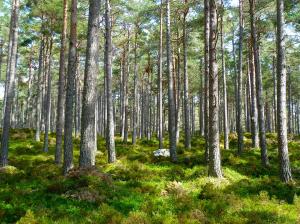 Actiuni nationale pentru protectia fondului forestier
