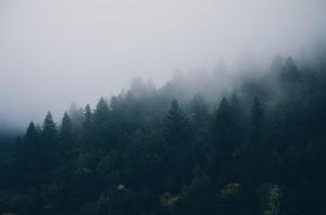 Regulamentul siturilor Natura 2000 - Lunca Timisului si Padurea Macedonia