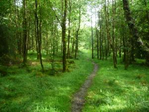 Proprietarii de paduri vor 3 miliarde de euro din PNDR pentru sectorul silvic