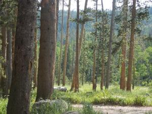 Avizarea studiilor de fezabilitate pentru demararea unor proiecte de infiintare a perdelelor forestiere