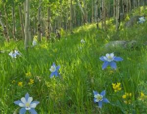 Guvernul a avizat infiintarea Parcului Natural Vacaresti