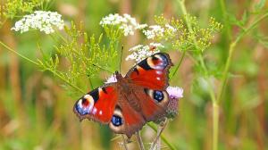 S-a lansat ghidul solicitantului pentru cresterea gradului de protectie si conservare a biodiversitatii