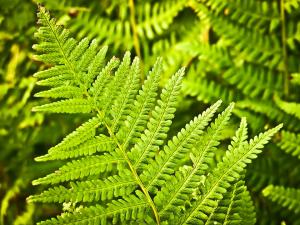 Protectia plantelor: ce rol are Autoritatea Nationala Fitosanitara