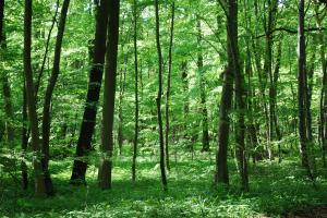 Date minime de identificare pentru un lot. Anexa 9 din Legea 107