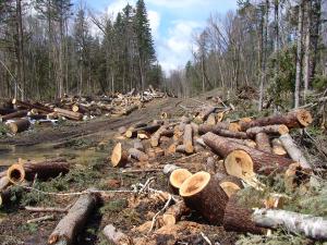 Exploatarea ilegala a lemnului: UE este pe drumul cel bun