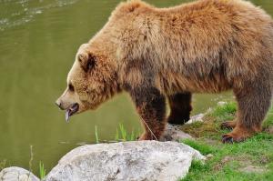 ORDINUL nr. 1.662 privind aprobarea derogarii pentru specia Ursus arctos