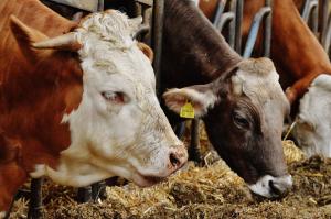 Obligatiile unitatilor de ecarisare si neutralizare a deseurilor de origine animala